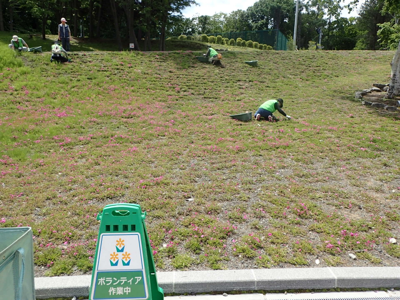 シバザクラ除草