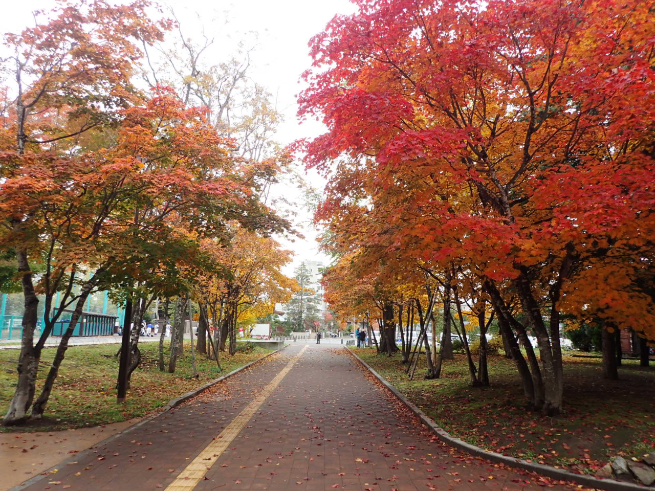 中央園路の紅葉