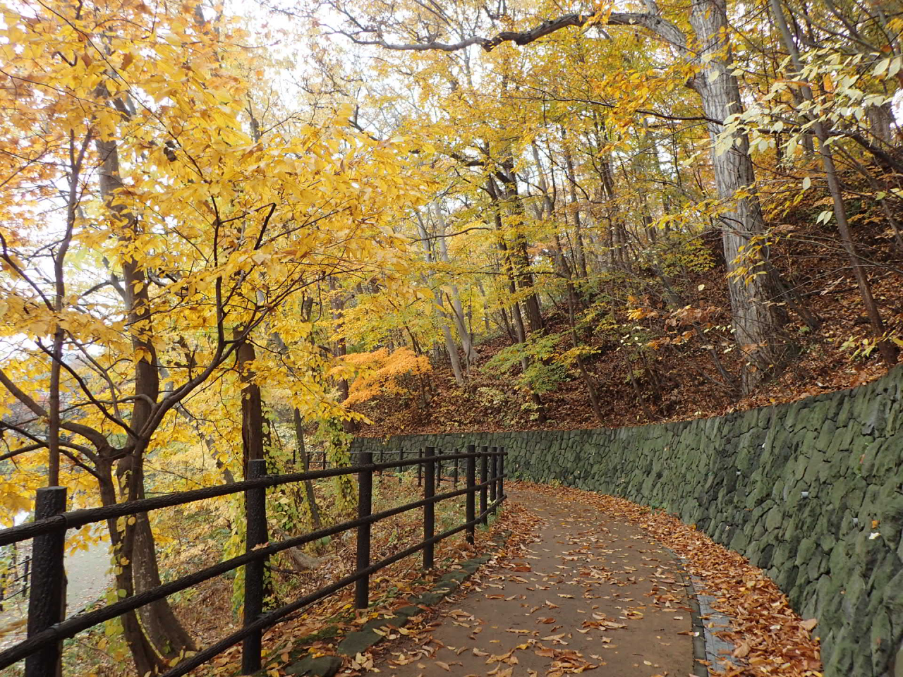 ボート池山側の園路の紅葉