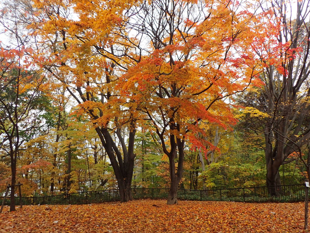 歴史の森の紅葉