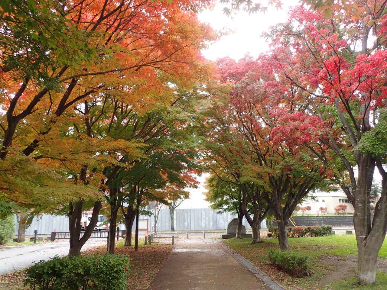 こどもひろば近くの紅葉