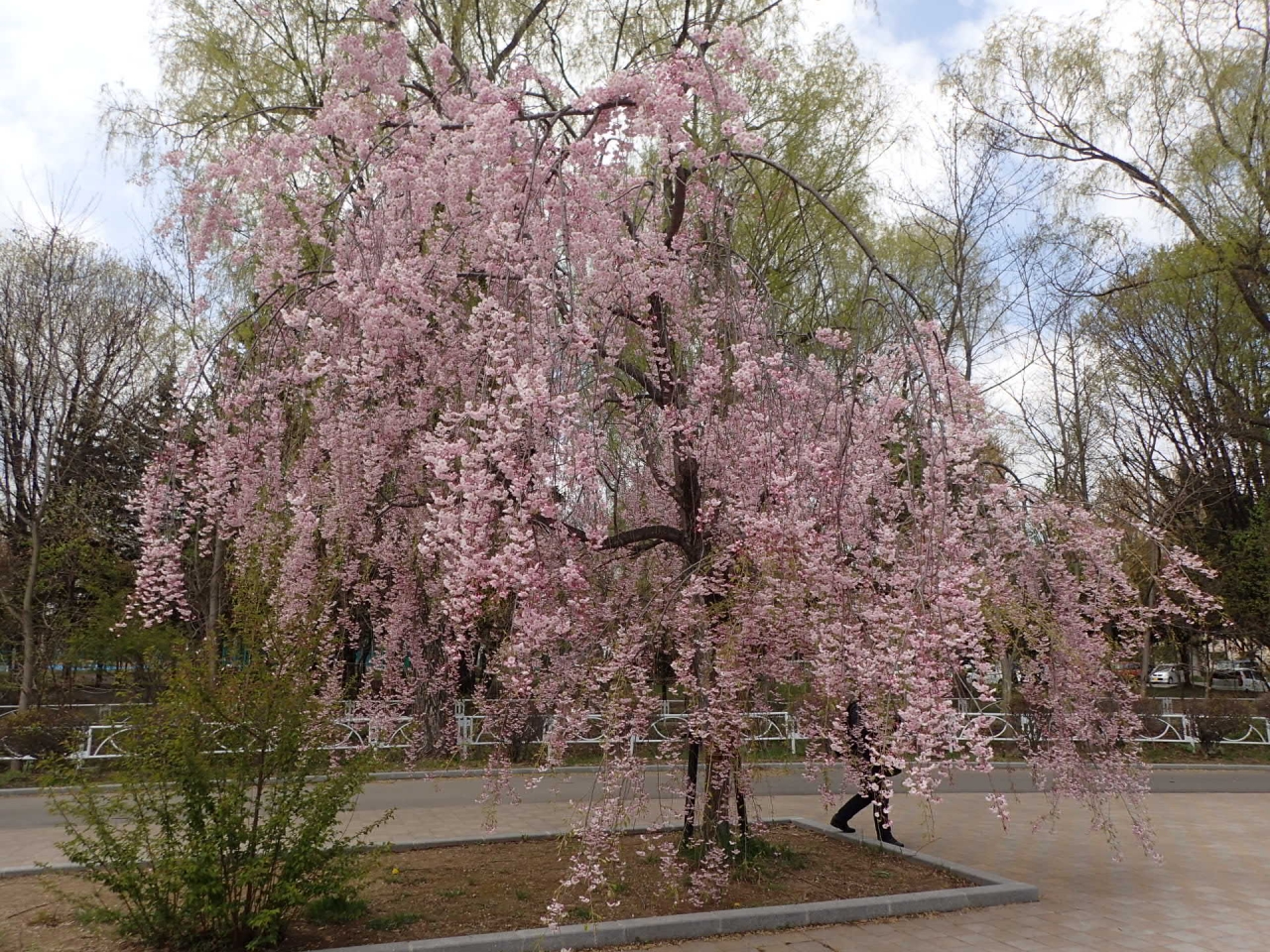 ボート池のしだれ桜　5月10日