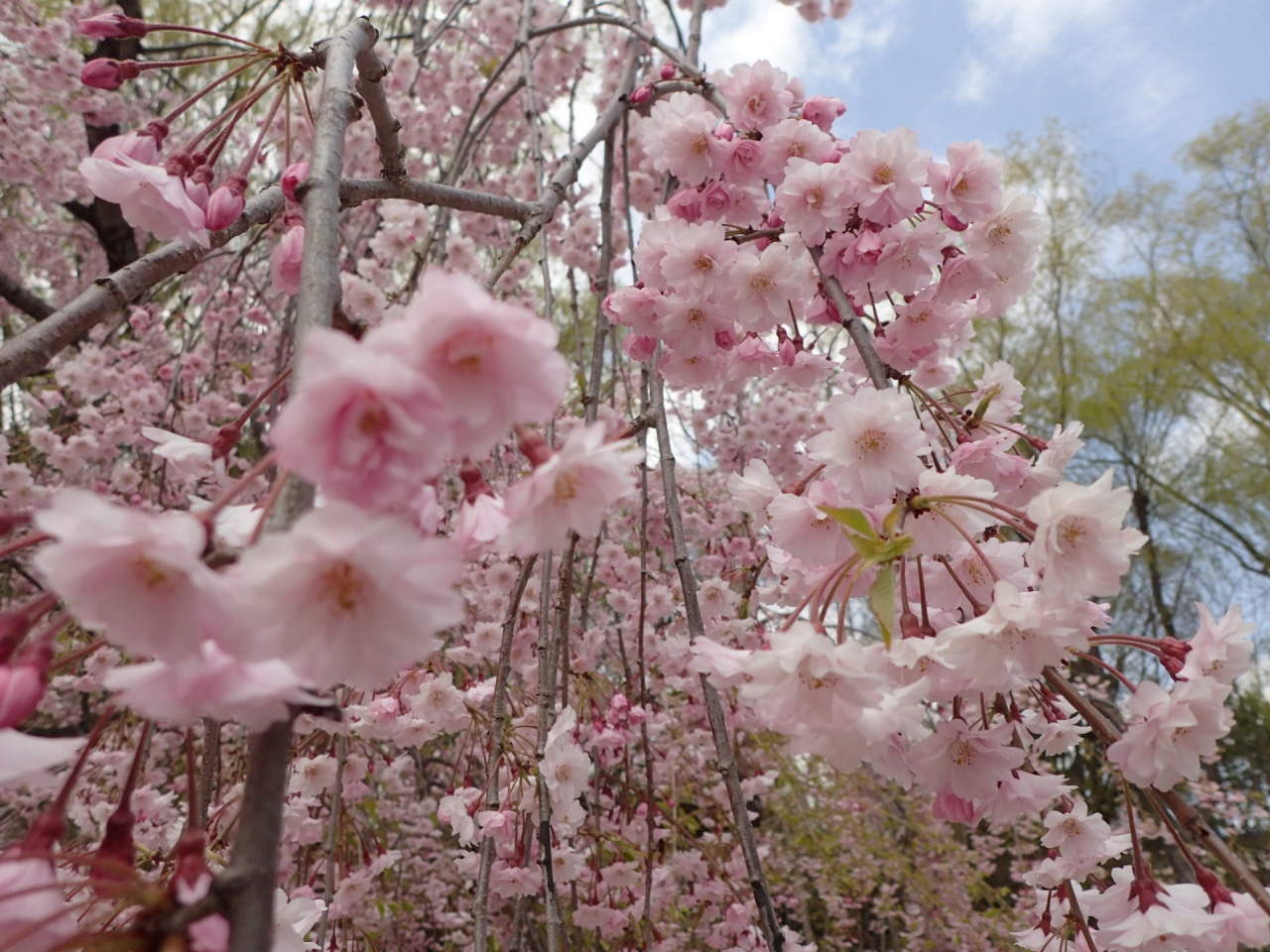 ボート池のしだれ桜の花　5月10日