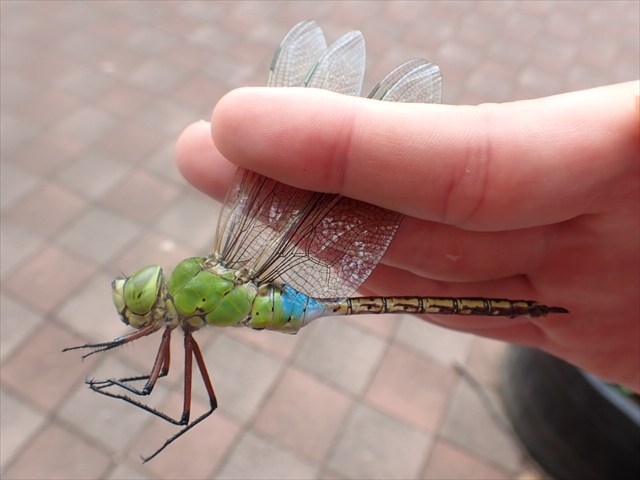 ギンヤンマ
