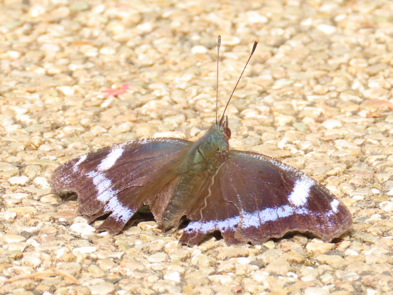 ルリタテハ（大黒君）