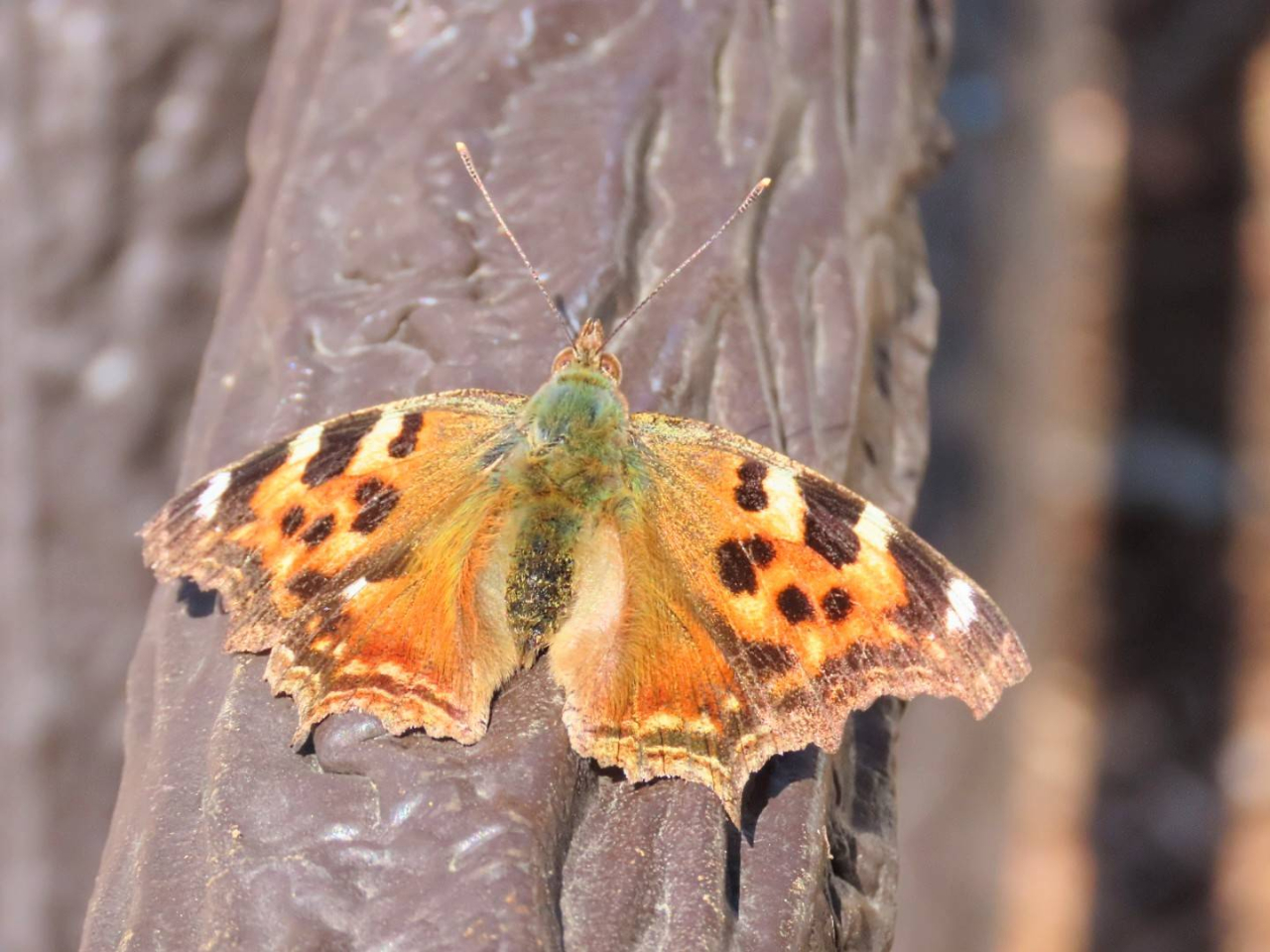 タテハチョウ（大黒君）