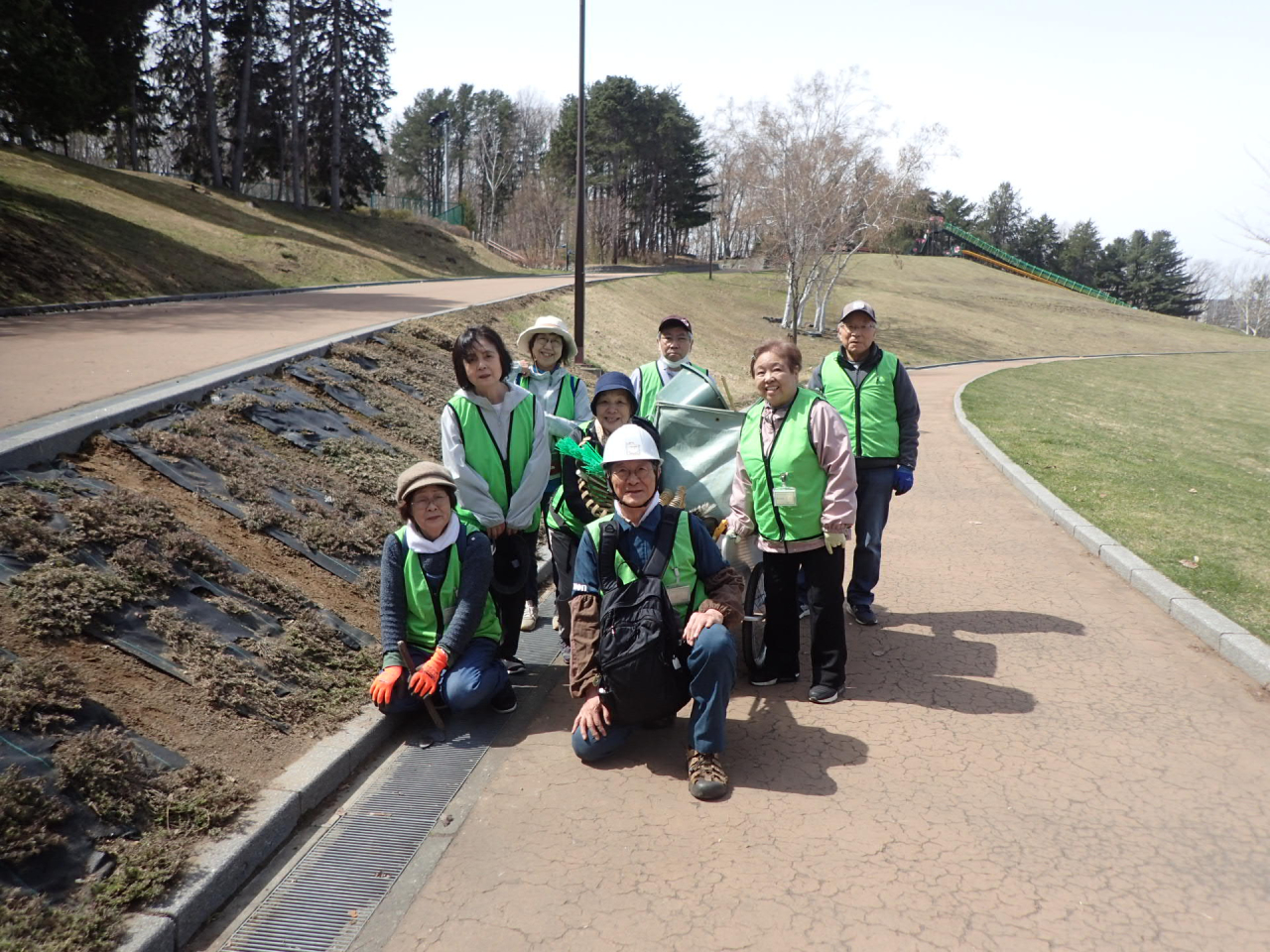 シバザクラ写真