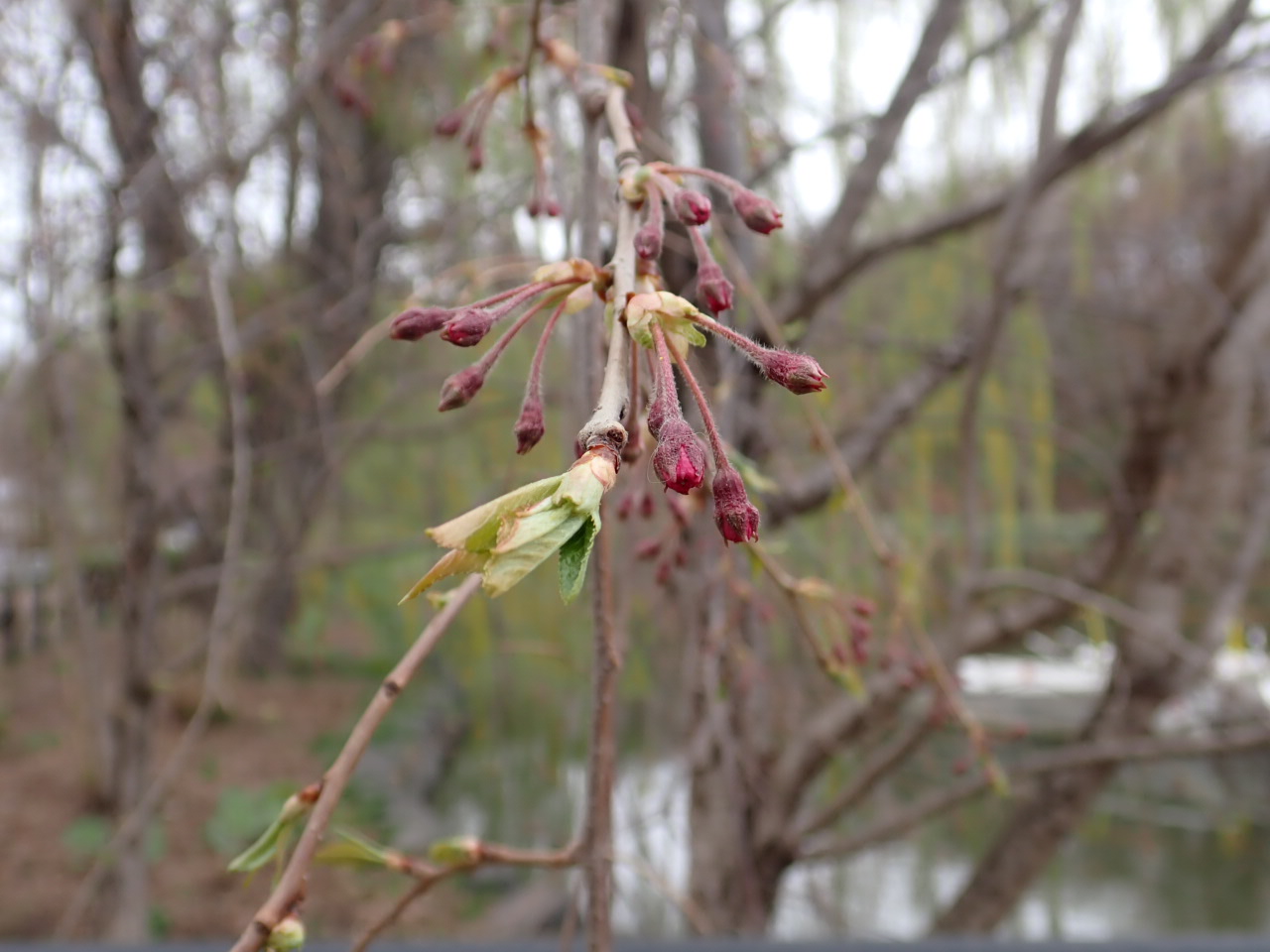 しだれざくらHP