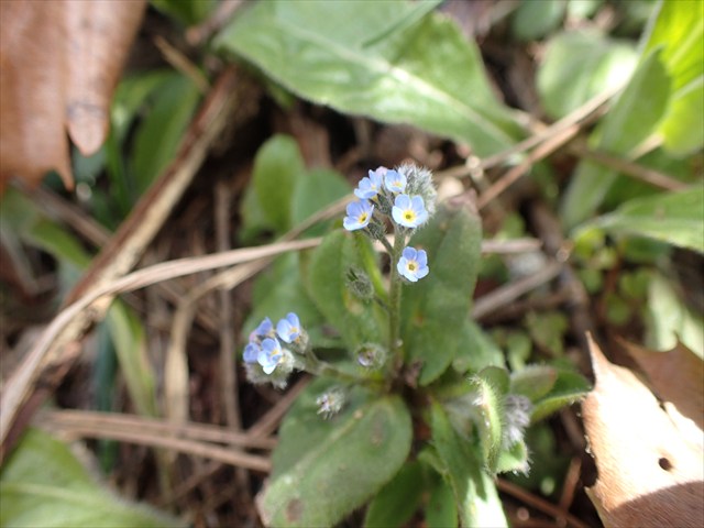 ワスレナグサの仲間_R