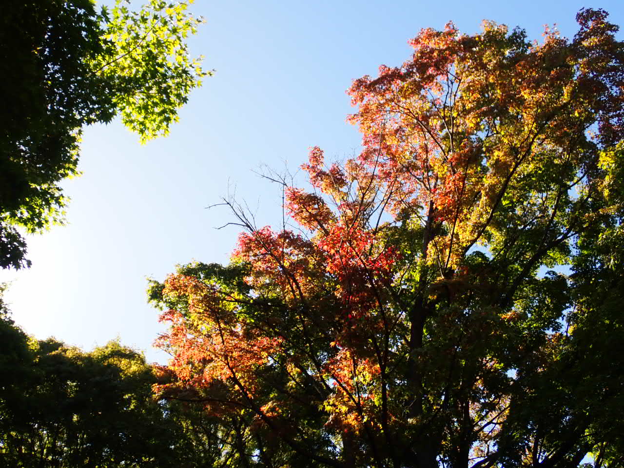 少し紅葉