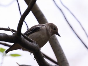 コムクドリ