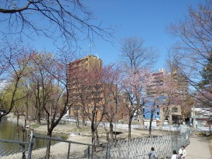 20160427桜開花状況