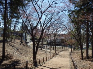 20160427桜開花状況