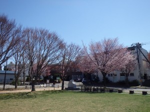 20160427桜開花状況